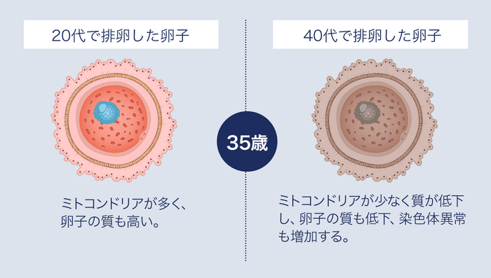 20代で排卵した卵子と40代で排卵した卵子の比較