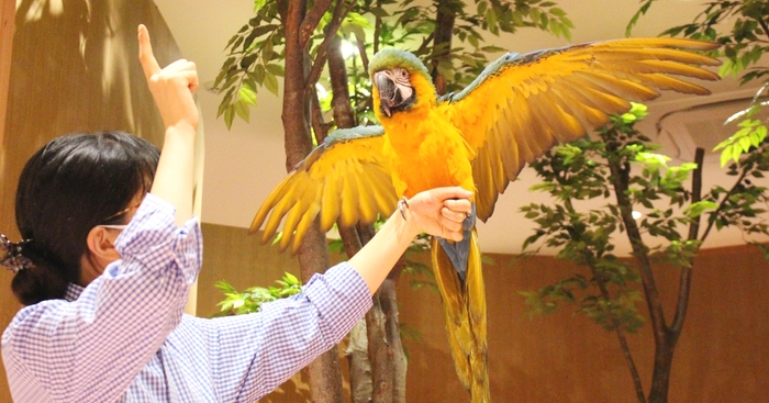 迫力満点!大きな鳥もいるよ