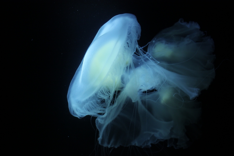 サムクラゲ ※画像はイメージです。