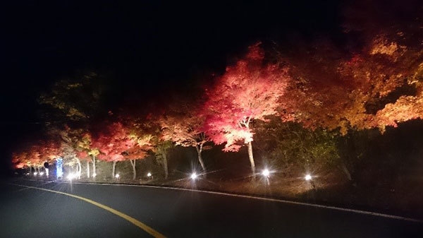 パークウエイ紅葉のライトアップ