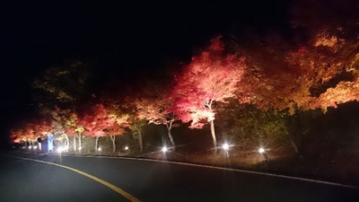 パークウエイ紅葉のライトアップ
