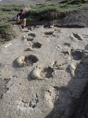 足跡化石が残された地層面。丸い穴は竜脚類、３本指の跡は獣脚類の足跡