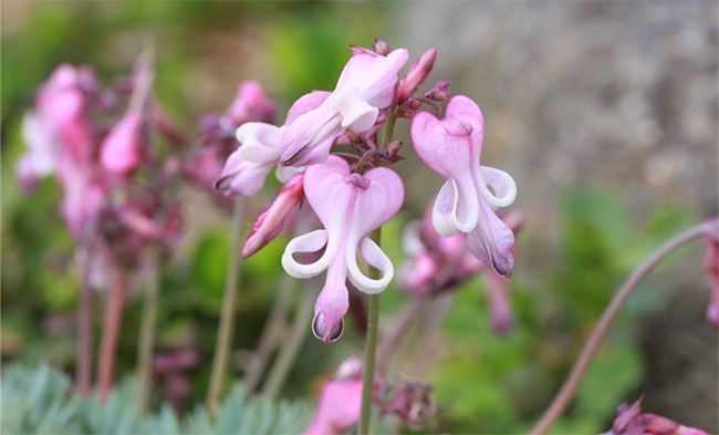 ◆コマクサ(ケシ科)