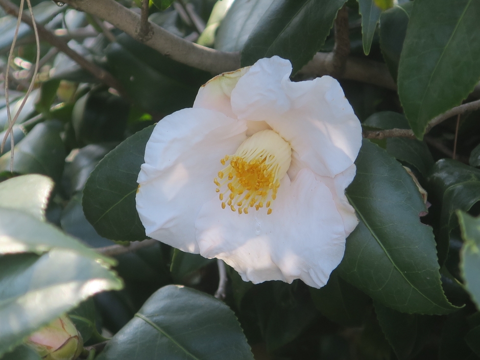 月見車（ツキミグルマ）