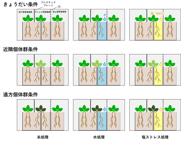 図２．実験デザインの概要。植物の色の違いは遺伝的な違いを示す。