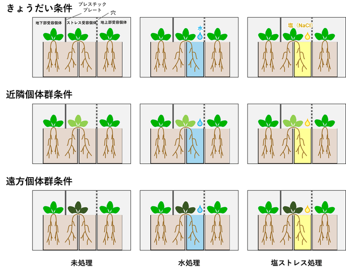 図２．実験デザインの概要。植物の色の違いは遺伝的な違いを示す。