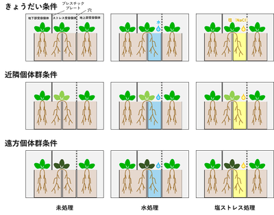 図２．実験デザインの概要。植物の色の違いは遺伝的な違いを示す。