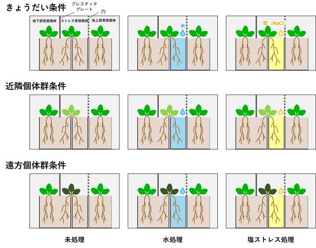 図２．実験デザインの概要。植物の色の違いは遺伝的な違いを示す。