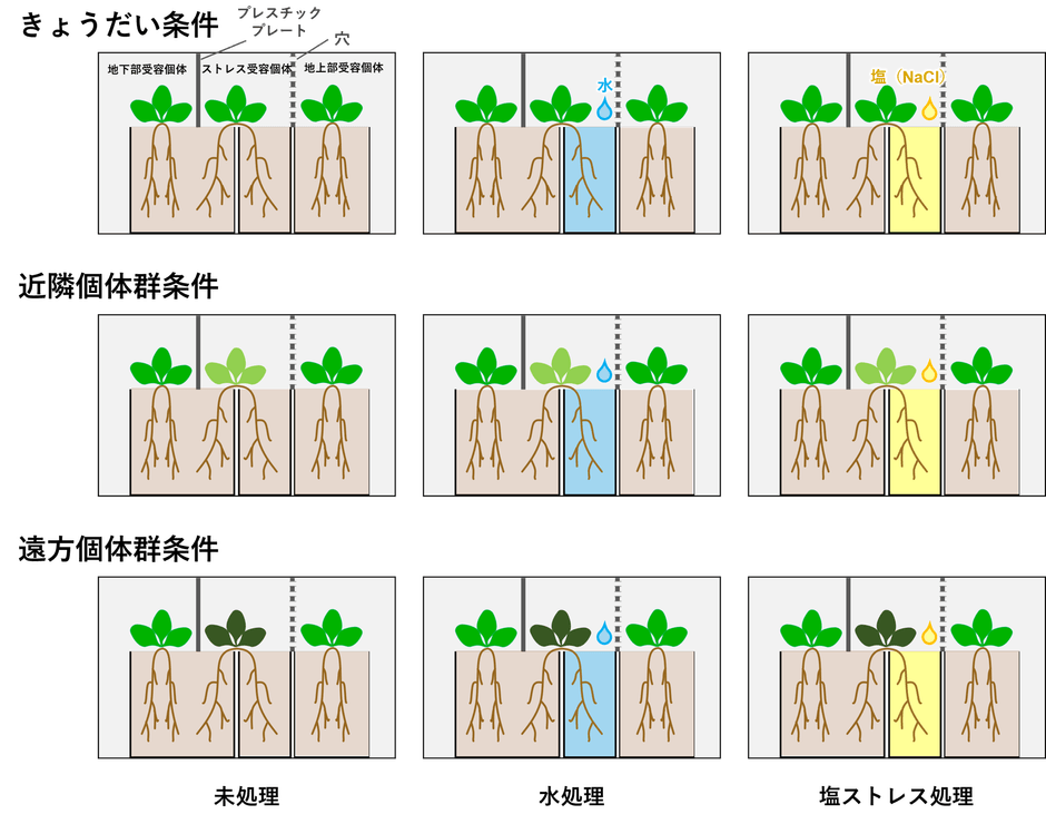 図2.実験デザインの概要。植物の色の違いは遺伝的な違いを示す。