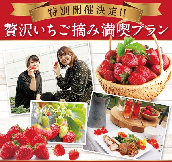 いちごづくしの限定体験！「贅沢いちご摘み満喫プラン」