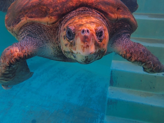 2026年元旦は美波町で初日の出と海亀観賞を。日和佐うみがめ博物館カレッタと日和佐冬まつりで新春を祝う