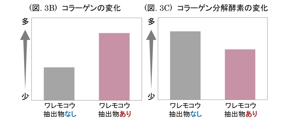 (図. 3B) コラーゲンの変化 ／ (図. 3C) コラーゲン分解酵素の変化