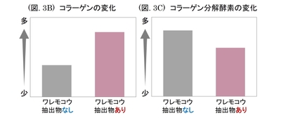 (図. 3B) コラーゲンの変化 / (図. 3C) コラーゲン分解酵素の変化