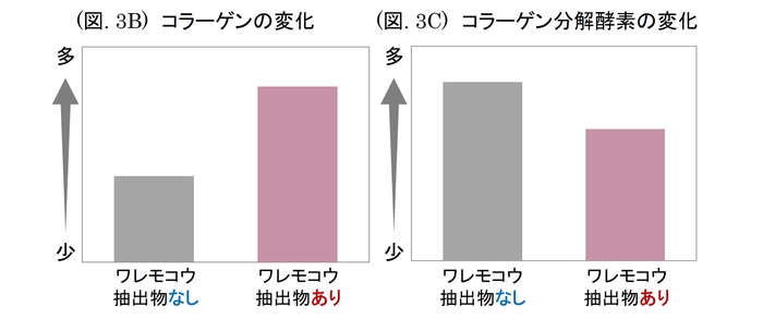 (図. 3B) コラーゲンの変化 / (図. 3C) コラーゲン分解酵素の変化