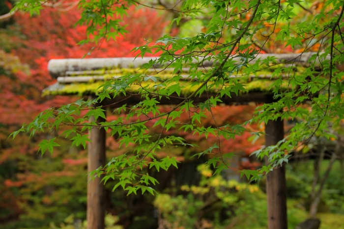 紅葉の庭風景