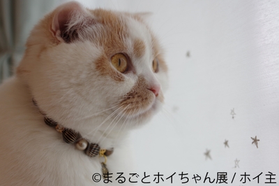 展示作品9