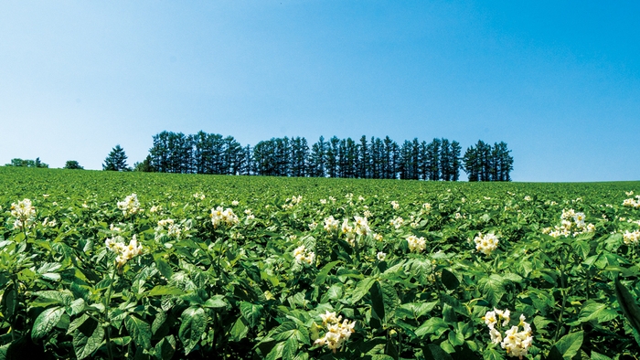 場面写真(美瑛)