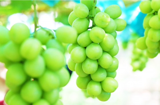 大阪府産シャインマスカット