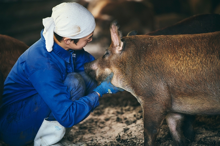 贅豚　飼育現場2