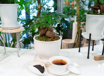 タピオカミルクティー発祥の台湾カフェ「春水堂(チュンスイタン)」×観葉植物専門店「REN」