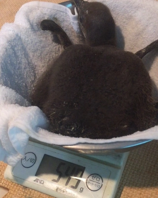 子供が誕生！「ペンギンのいるBAR池袋」 クリスマス・年末年始プランの予約受付中