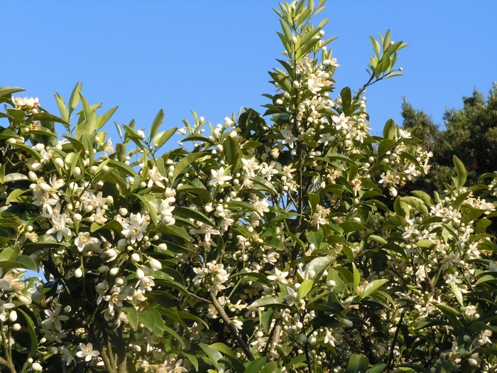 濃厚なネロリが香る甘夏ミカンの花