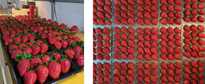 お家でミライバナいちごを！