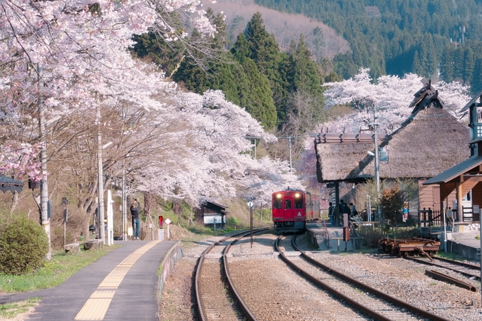 茅葺き屋根駅舎の湯野上温泉駅と桜