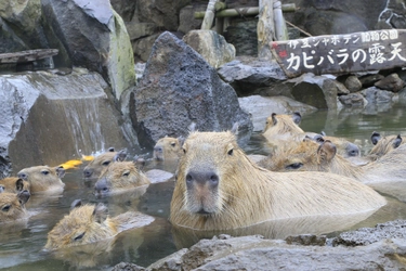 カピバラも“ゆず湯”で風邪予防？！ 冬至の12/22～期間限定で「カピバラのゆず湯」を開催