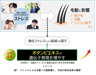 毛髪への悪影響を軽減させる可能性