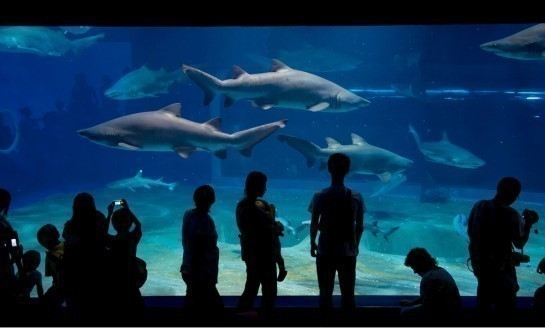 デートスポット「アクアワールド茨城県大洗水族館」