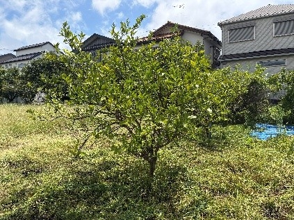 【農園内のミカンの木】