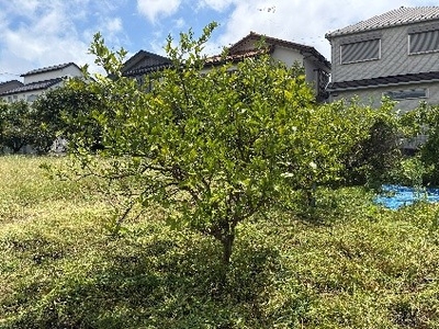 【農園内のミカンの木】