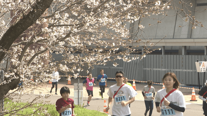 桜が咲き誇るコースが舞台