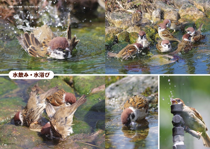 行動＆しぐさ図鑑 水飲み＆水浴び