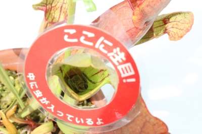 捕虫の様子