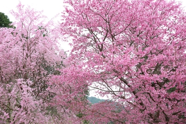 京都洛北『花宝苑』、4月8日(土)より「桜園」を公開　 4月16日(日)桜満開の中「癒しの歌声コンサート」開催決定！