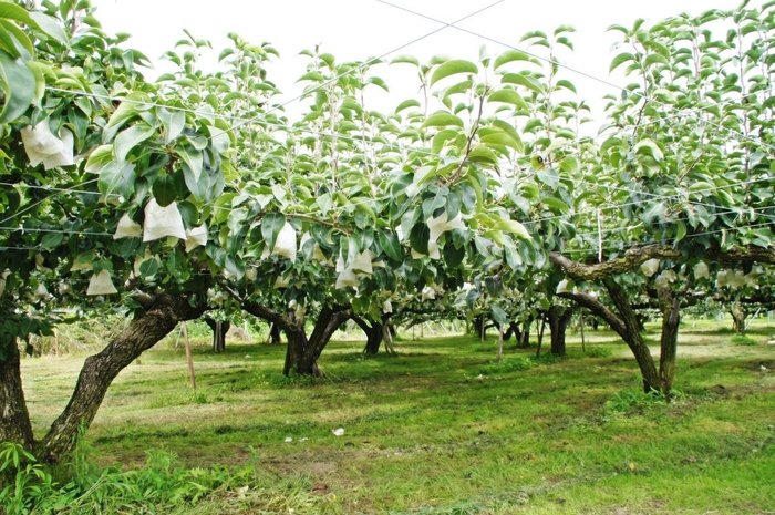 昔から続く樹上完熟採り