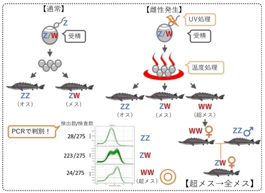 図1 全メス生産の流れ。チョウザメは通常の交配によりオス（ZZ）とメス（ZW）が生まれ、雌性発生を行うとそれらに加えて超メス（WW）も生まれる。超メス（WW）とオス（ZZ）が交配すると、その子は全てがメスになる。今回開発したPCR検査法（図中央下の波形）により、超メス（WW）を判別することが可能となった。