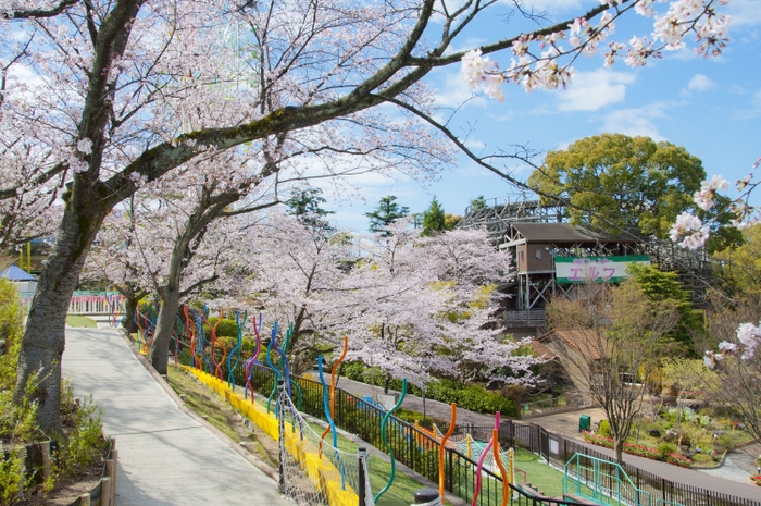 ヤッテミ～ナと桜