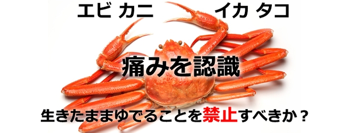 痛みを感じるエビやカニ、イカ、タコも動物愛護の対象とすべきか?