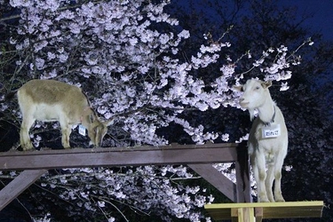 SNS映え間違いなし！夜桜＆ヤギと記念撮影　 光るトロッコも初登場！成田ゆめ牧場で4日間限定 『夜桜ライトアップ』開催のお知らせ