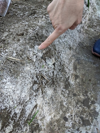 アミガサタケの培地で確認できた菌糸(写真の白い部分)