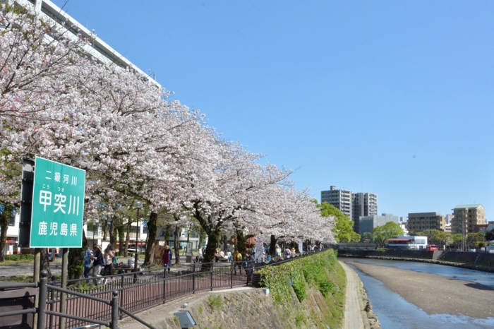 甲突川沿いの桜並木