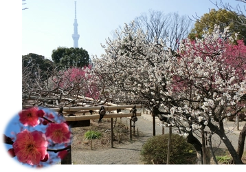 【向島百花園】 2月11日(土)～3月5日(日)　 『梅まつり』開催 ～梅花彩る江戸花屋敷～