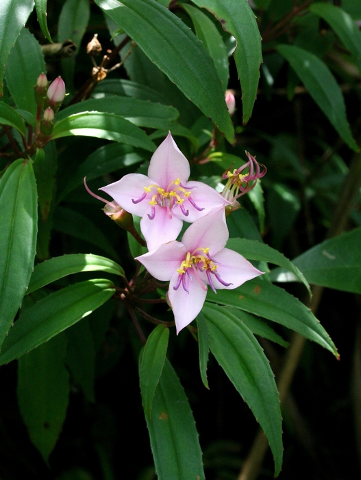 ヤンバル固有種のコバノミヤマノボタン 撮影:一般財団法人沖縄美ら島財団 総合研究センター