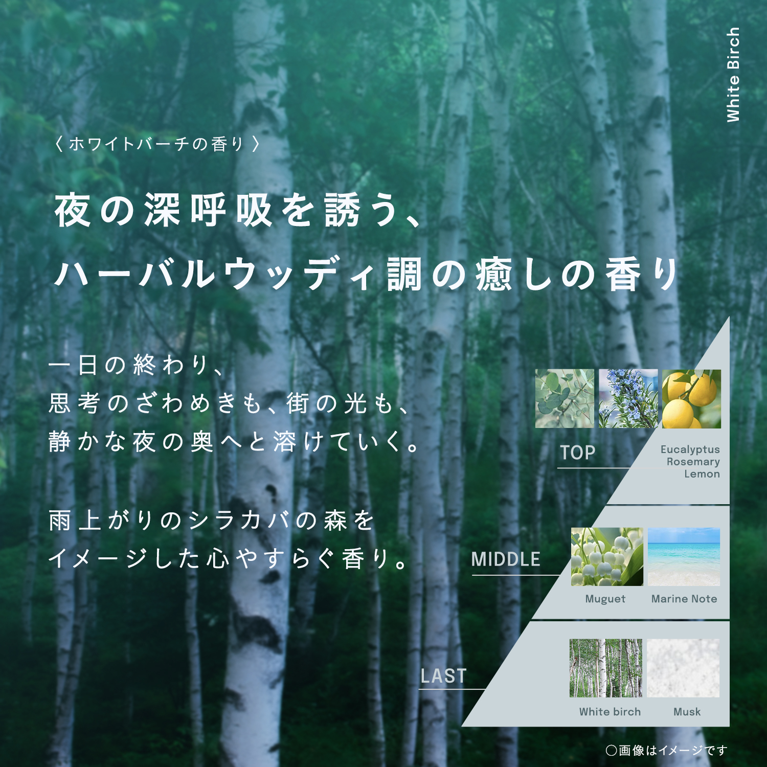 ホワイトバーチの香り