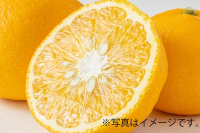 甘夏詰め放題(3/15(日)のみ)