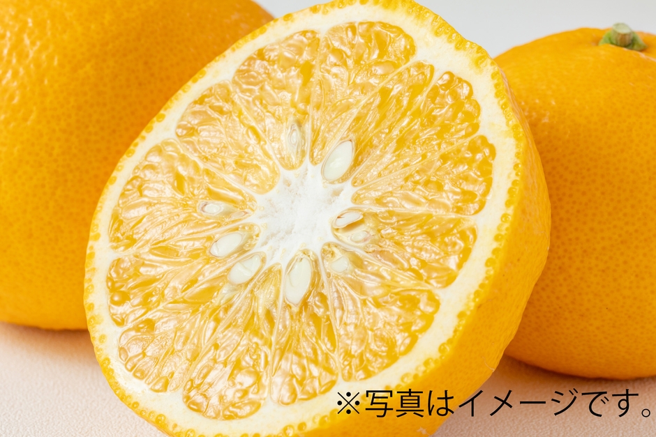 甘夏詰め放題(3/15(日)のみ)