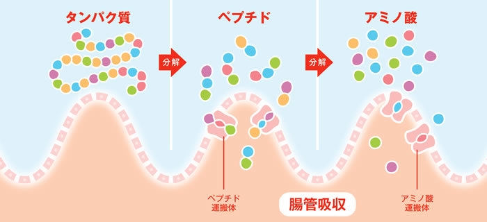 吸収効率の良いペプチドを配合